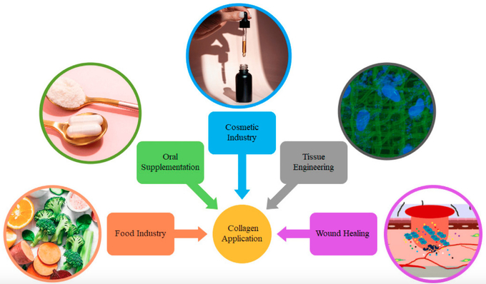 Pharmaceutical Grade Collagen Protein Powder Source Fish Cattle Odorless ISO9001