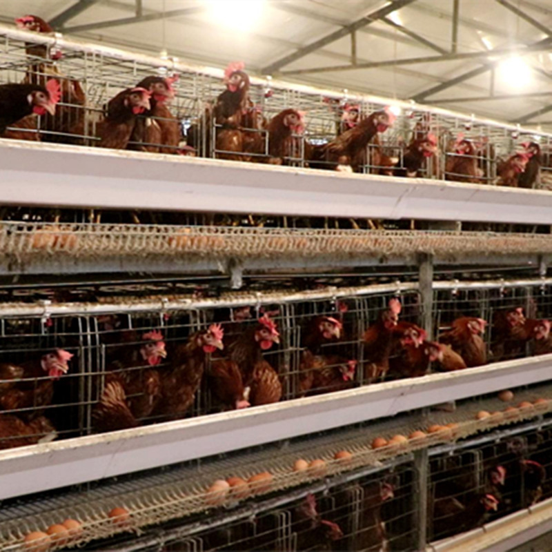 Modern 128 Birds Battery Layer Chicken Cage For Pakistan Farm