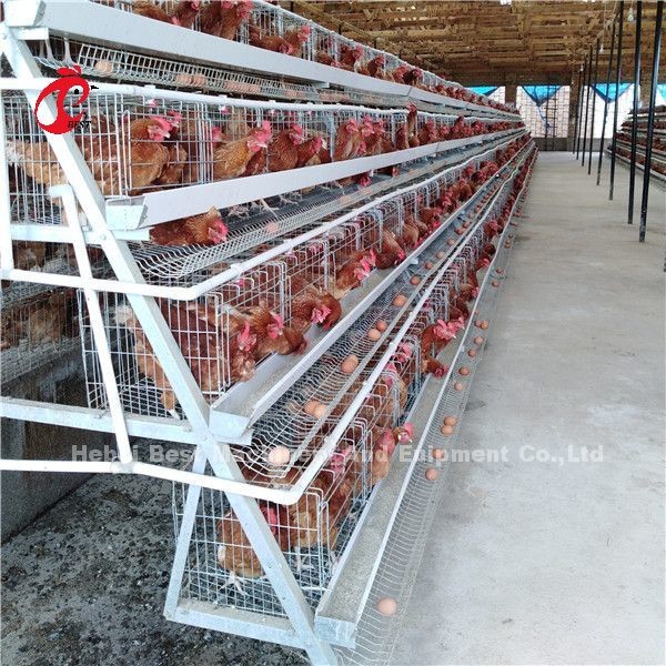 Imported Galvanized Cage System Automatic Feeding Hopper Electro Galvanized For Nipple Drinkers Rose