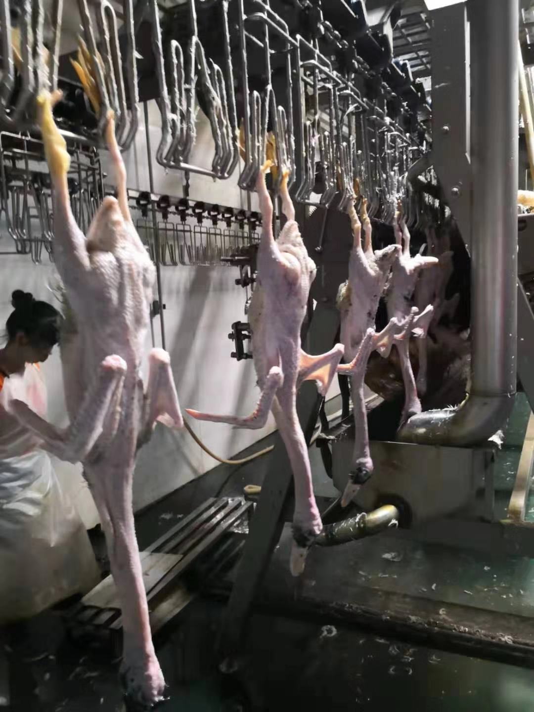 500BPH - 2000BPH Automatic Chicken Plucker Machine Stainless Steel