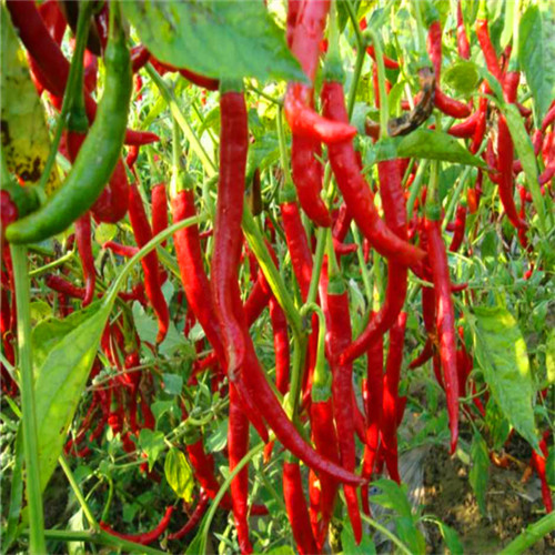 8000-12000shu Erjingtiao Dried Chilis Moderate Heat Chili Bean Paste Use