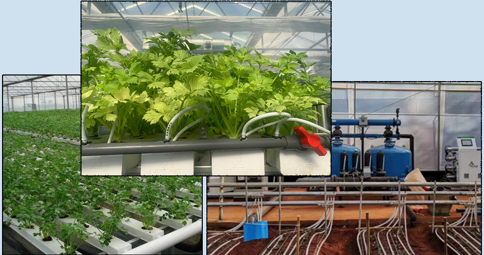 Innovative Hydroponic System for Film Greenhouse Cultivation