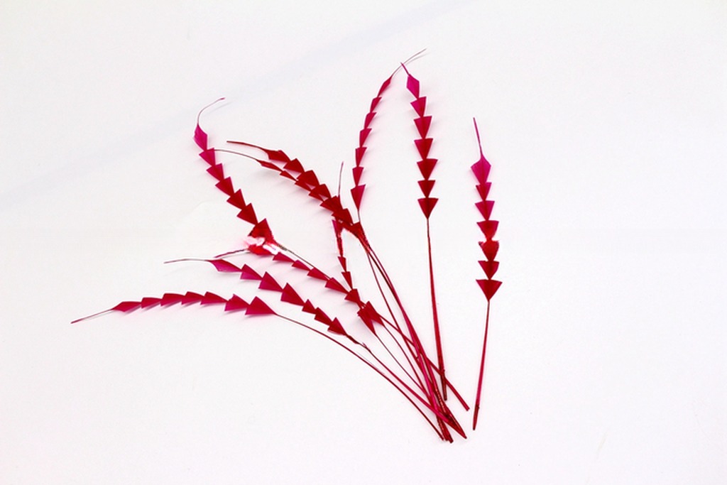 Dyed Stripped Rooster Coque Feathers with Fast Shipping via DHL UPS FEDEX EMS TNT