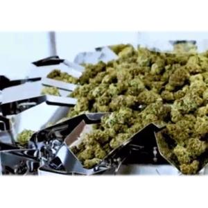  50 Gram Marijuana Buds Multihead Weighing Machine Micro Weigher Manufactures